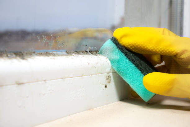 Best Mold Testing and Inspection Services in Altadena, CA